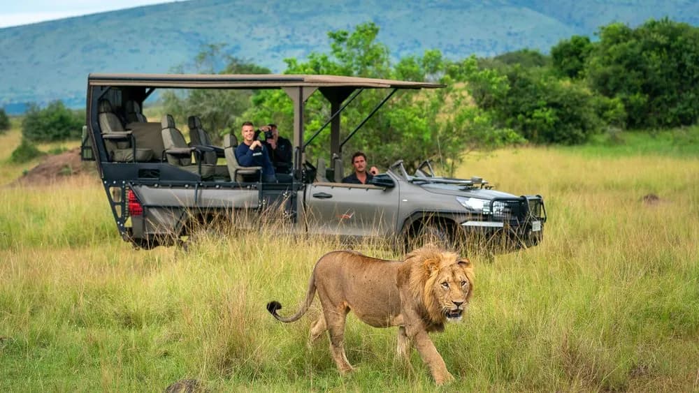 Safari vehicle stopped beside a lion in Akagera National Park