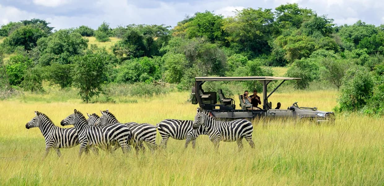 Zebras crossing yellow grass in front of an open safari vehicle in Akagera
