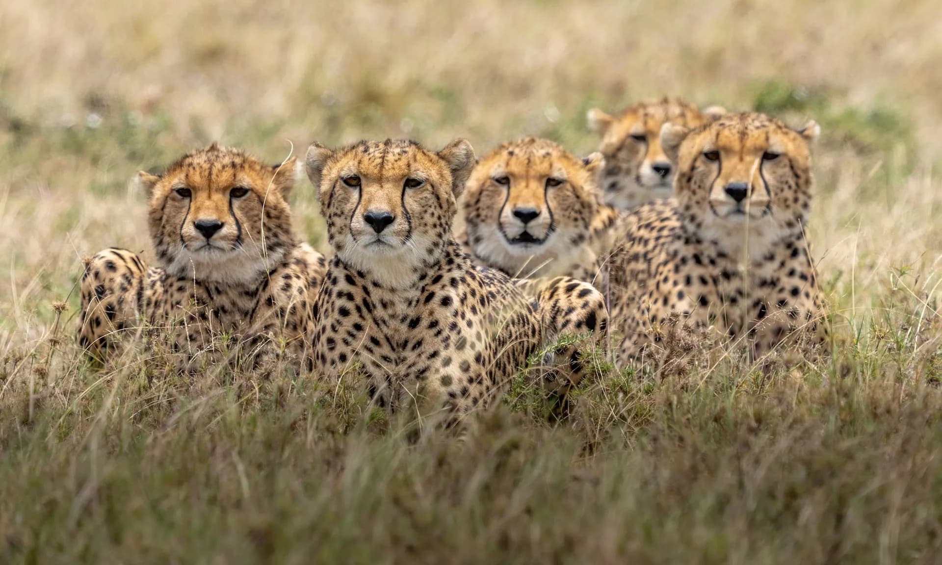 Five cheetahs lying together in tall dry grass on the Maasai Mara, Kenya, all looking at the camera
