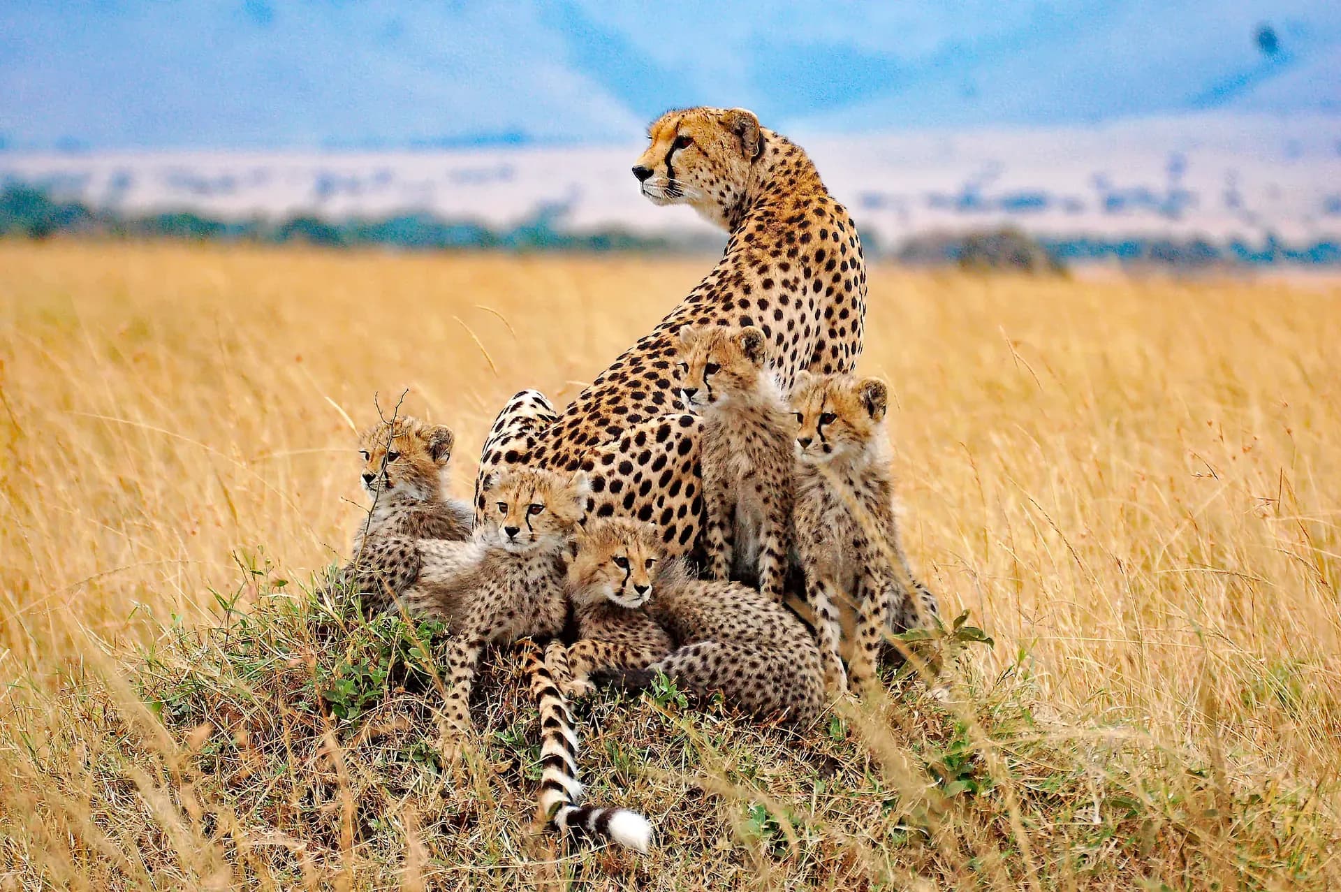 Cheetah family on a termite mound in the Maasai Mara