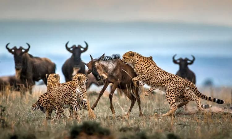 Cheetahs bringing down a wildebeest while the herd looks on