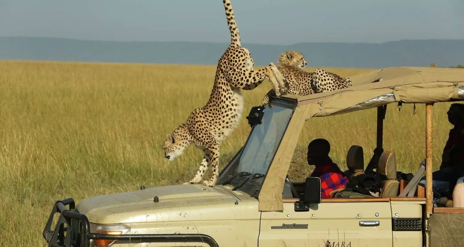 Cheetah climbing over the bonnet and roof of a safari vehicle in the Mara