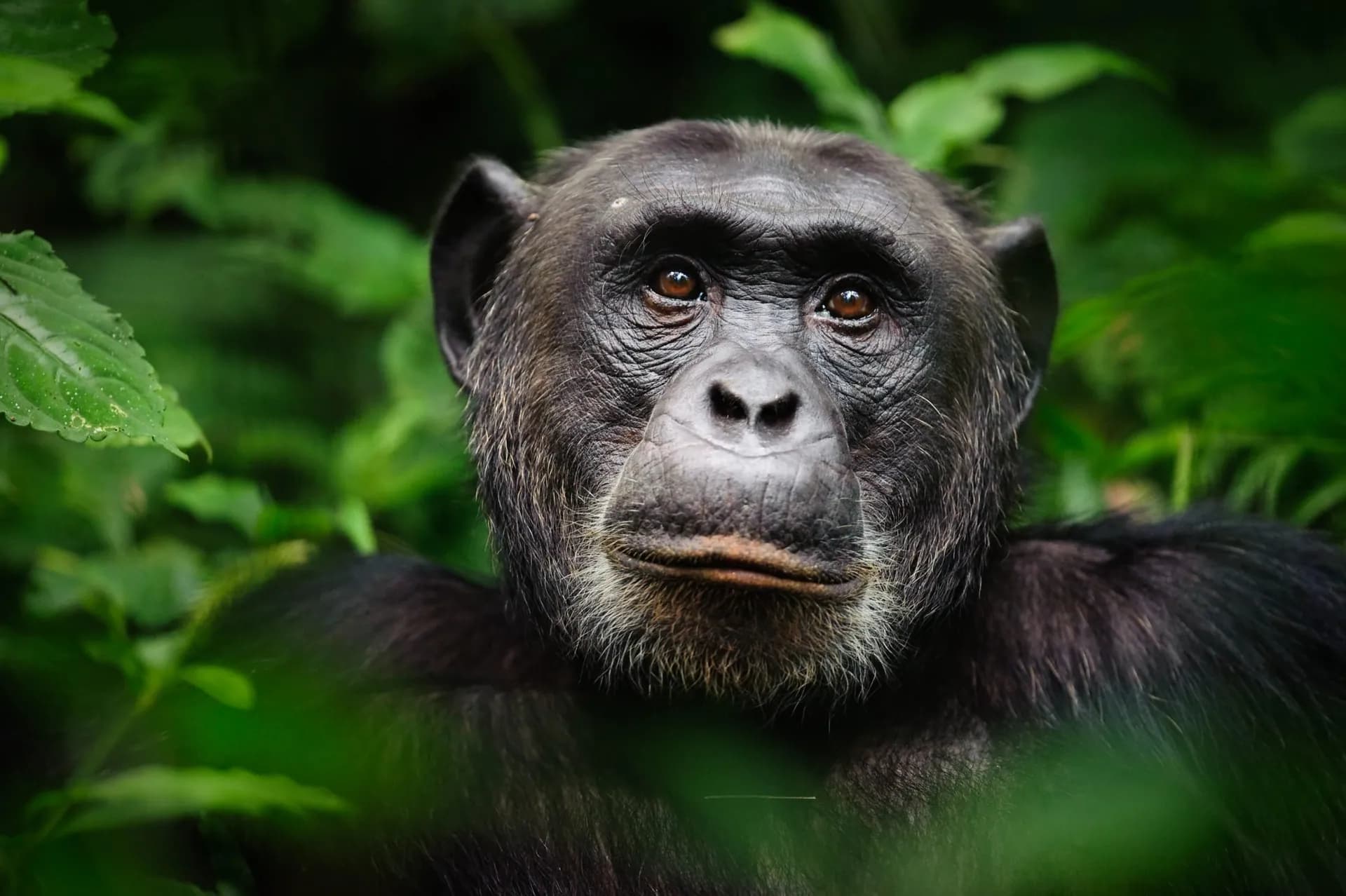 Close portrait of a chimpanzee in Kibale Forest