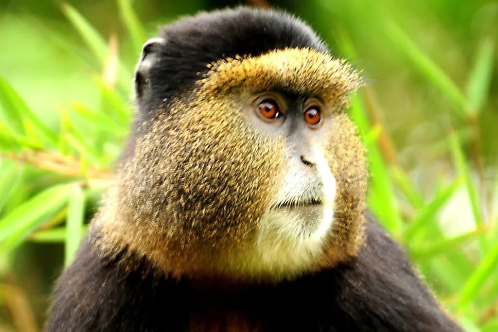 Golden monkey sitting among bamboo stems