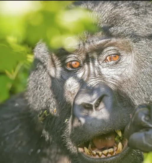 Close view of a mountain gorilla's face and amber eyes