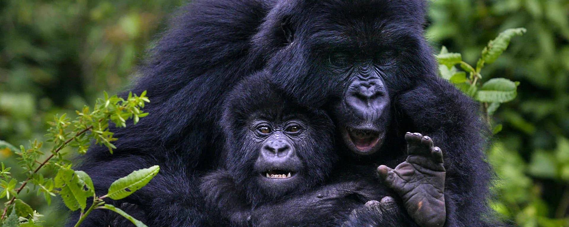 A mountain gorilla mother holding her infant in dense green forest in the Virunga mountains, Rwanda