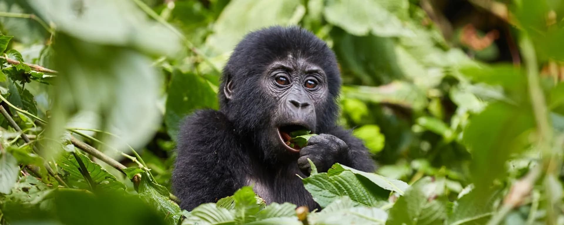 Infant mountain gorilla in Bwindi Impenetrable Forest