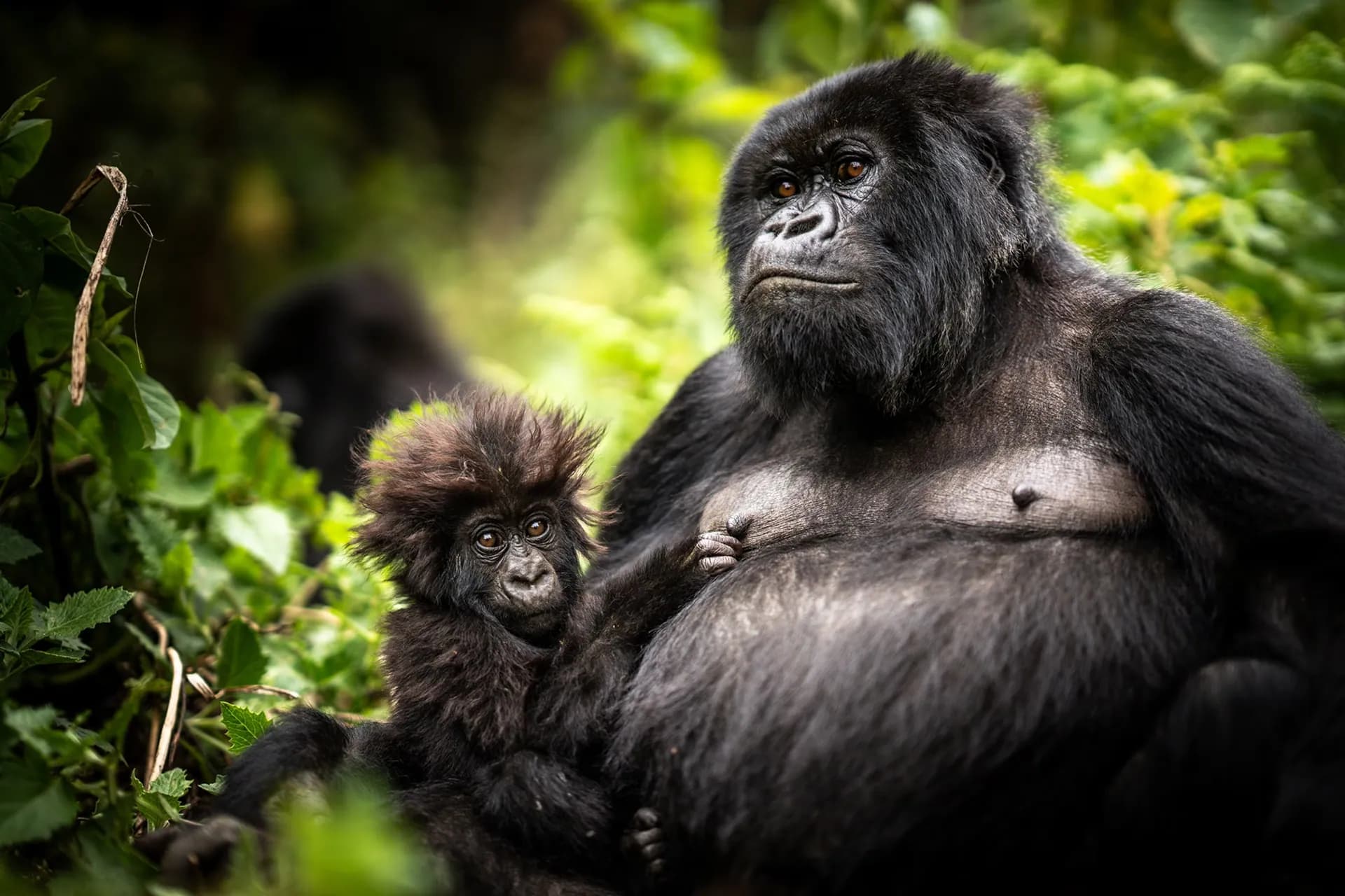Uganda Primate Grand Tour