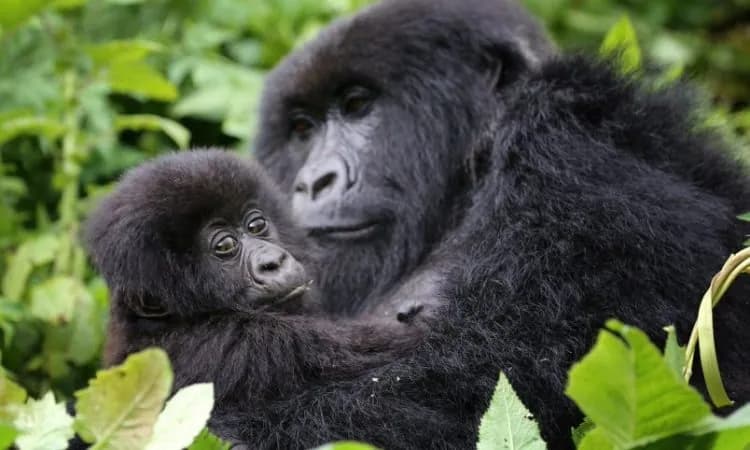 Rwanda Primate Circuit