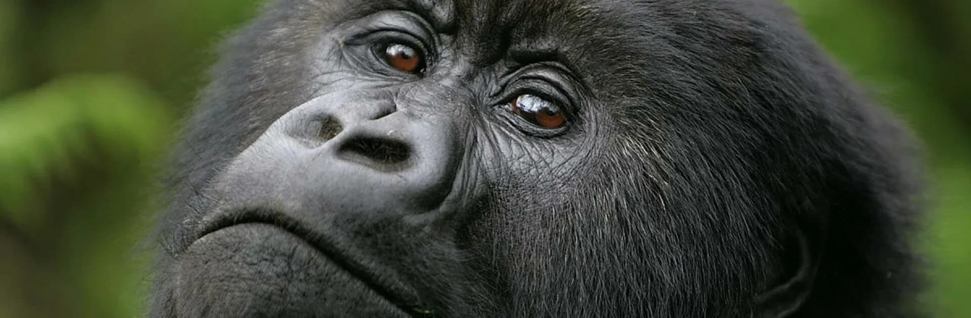 Close portrait of a silverback mountain gorilla with dark brown eyes looking past the camera, green forest blurred behind