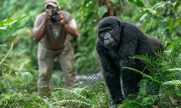 Trekker photographing a young mountain gorilla standing in ferns