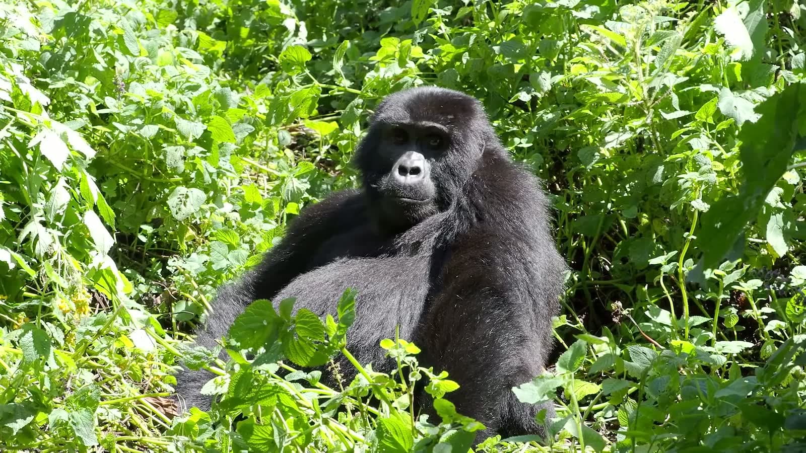 Silverback gorilla feeding in dense green forest