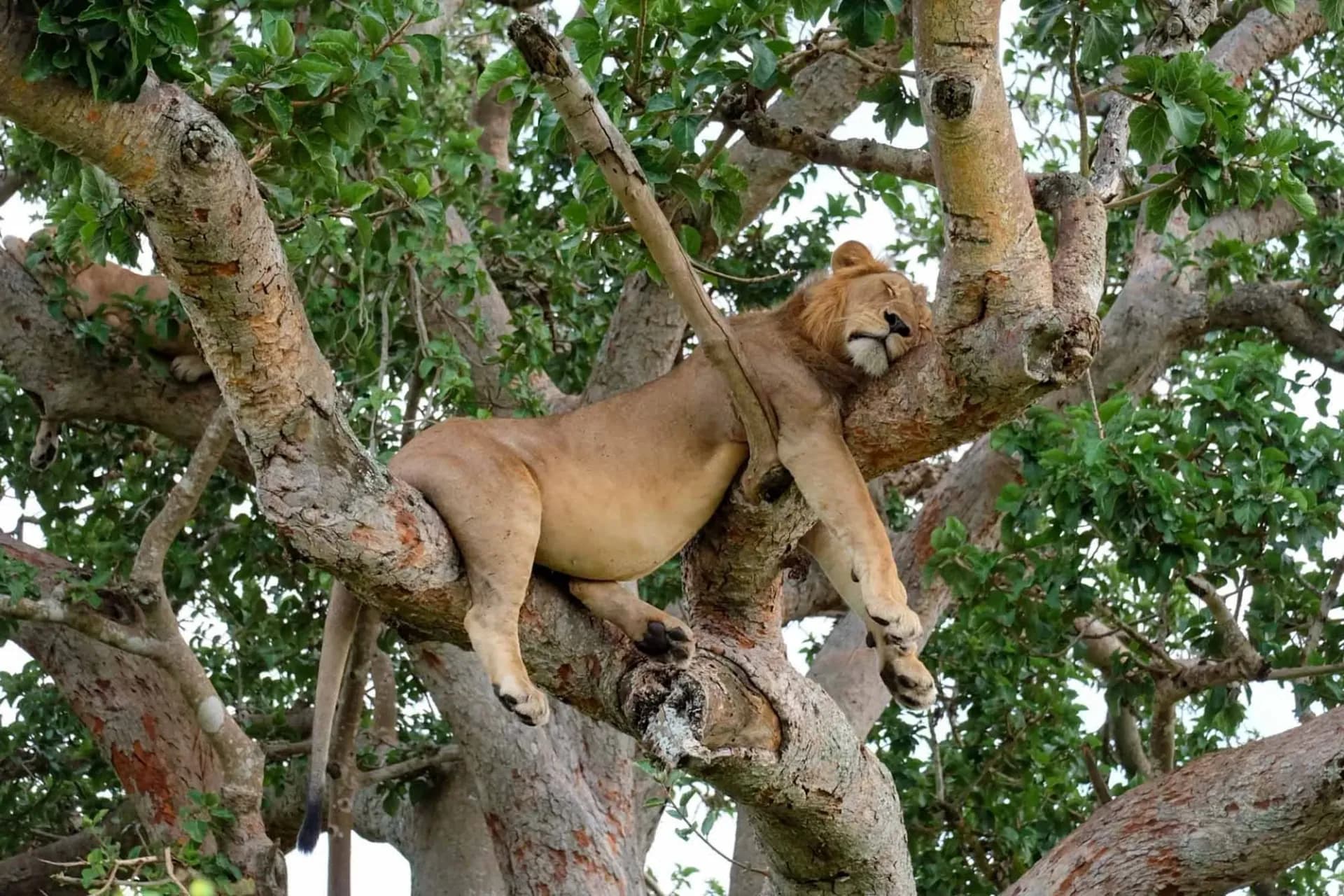A lion asleep along a fig tree branch in the Ishasha sector, Uganda