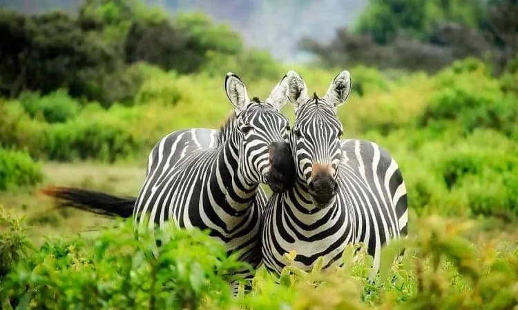Two zebras standing close together among green bush at Lake Mburo