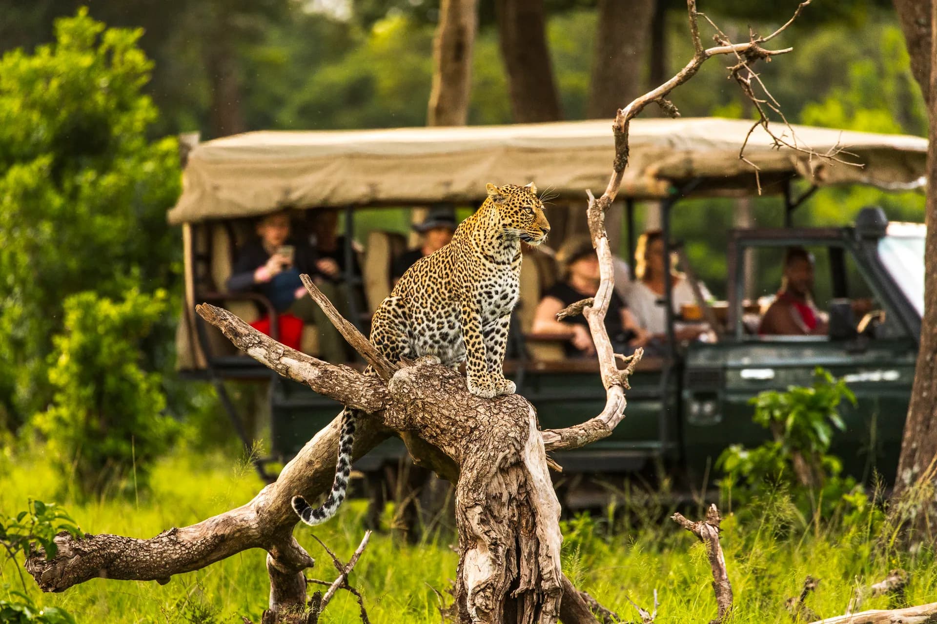 Leopard in a tree above a safari vehicle