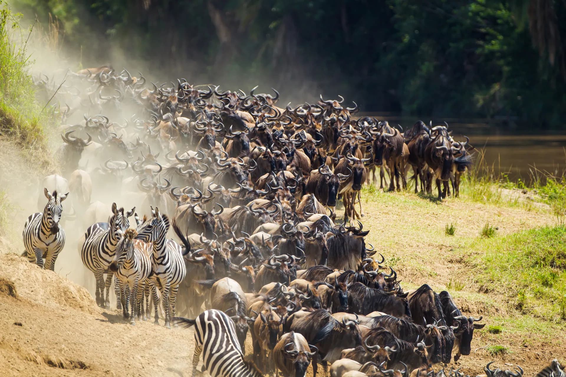 A dense column of wildebeest and zebra climbing a dusty riverbank during the Great Migration, Tanzania