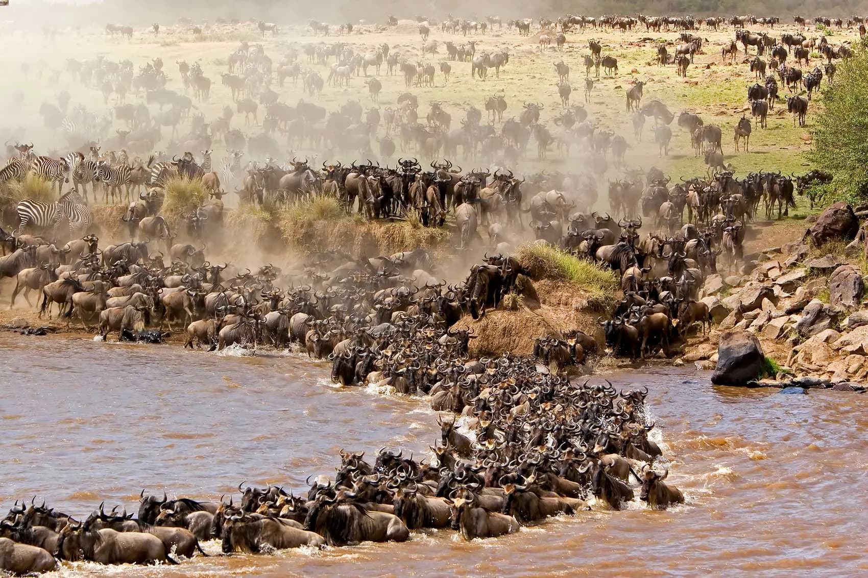 Wildebeest crossing a river during the Serengeti migration
