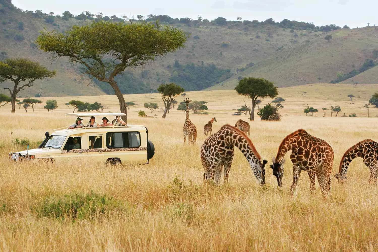 Safari vehicle with passengers in the roof hatch beside grazing giraffes