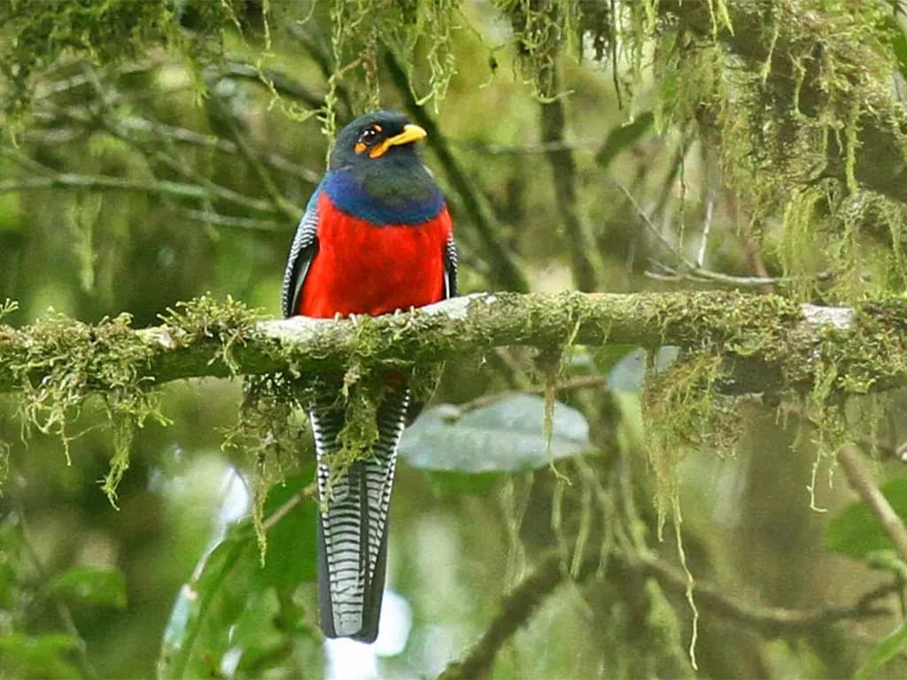 Trogon perched in dense forest foliage