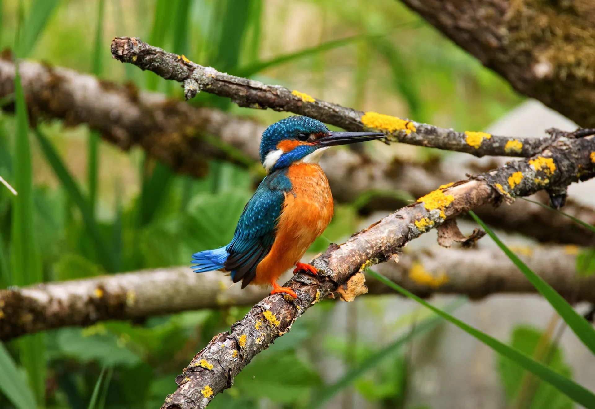 Turquoise kingfisher perched on a thin branch