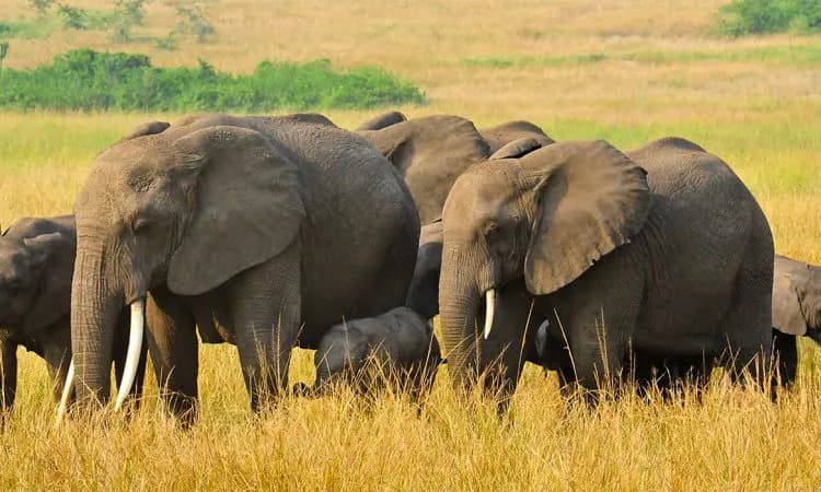 Elephant herd walking through Ugandan savannah