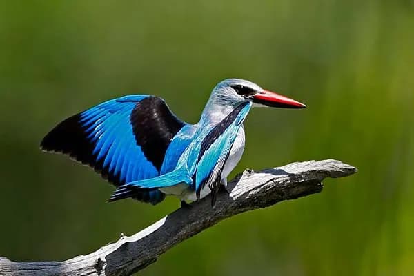Kingfisher perched on a branch