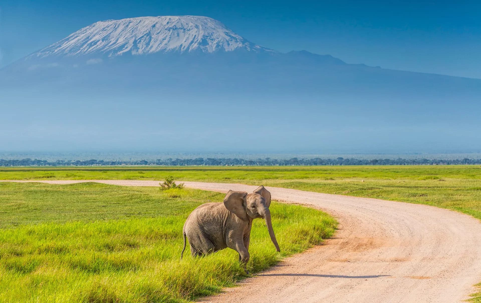 Elephants crossing open ground in Amboseli with Kilimanjaro behind them