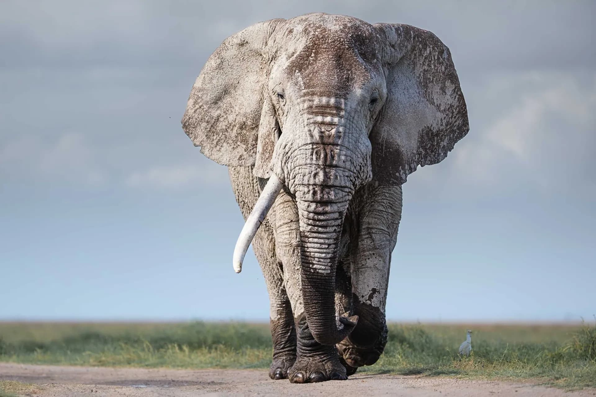 Big-tusked bull elephant in Amboseli