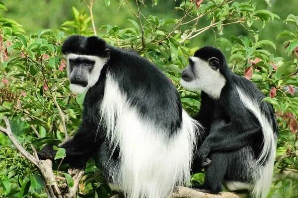 Two black-and-white colobus monkeys on a leafy branch