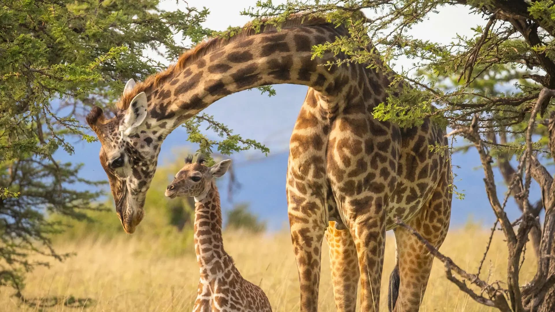 Adult giraffe bending its neck down to a newborn calf beneath an acacia