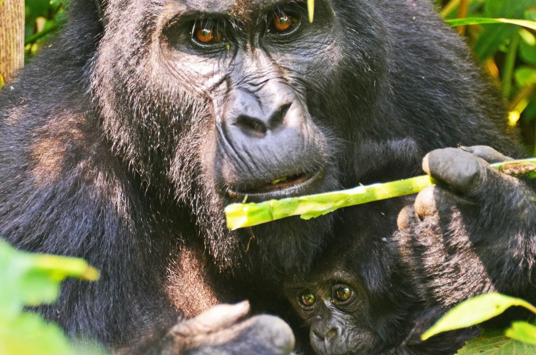 Gorilla chewing a bamboo shoot with an infant held against her