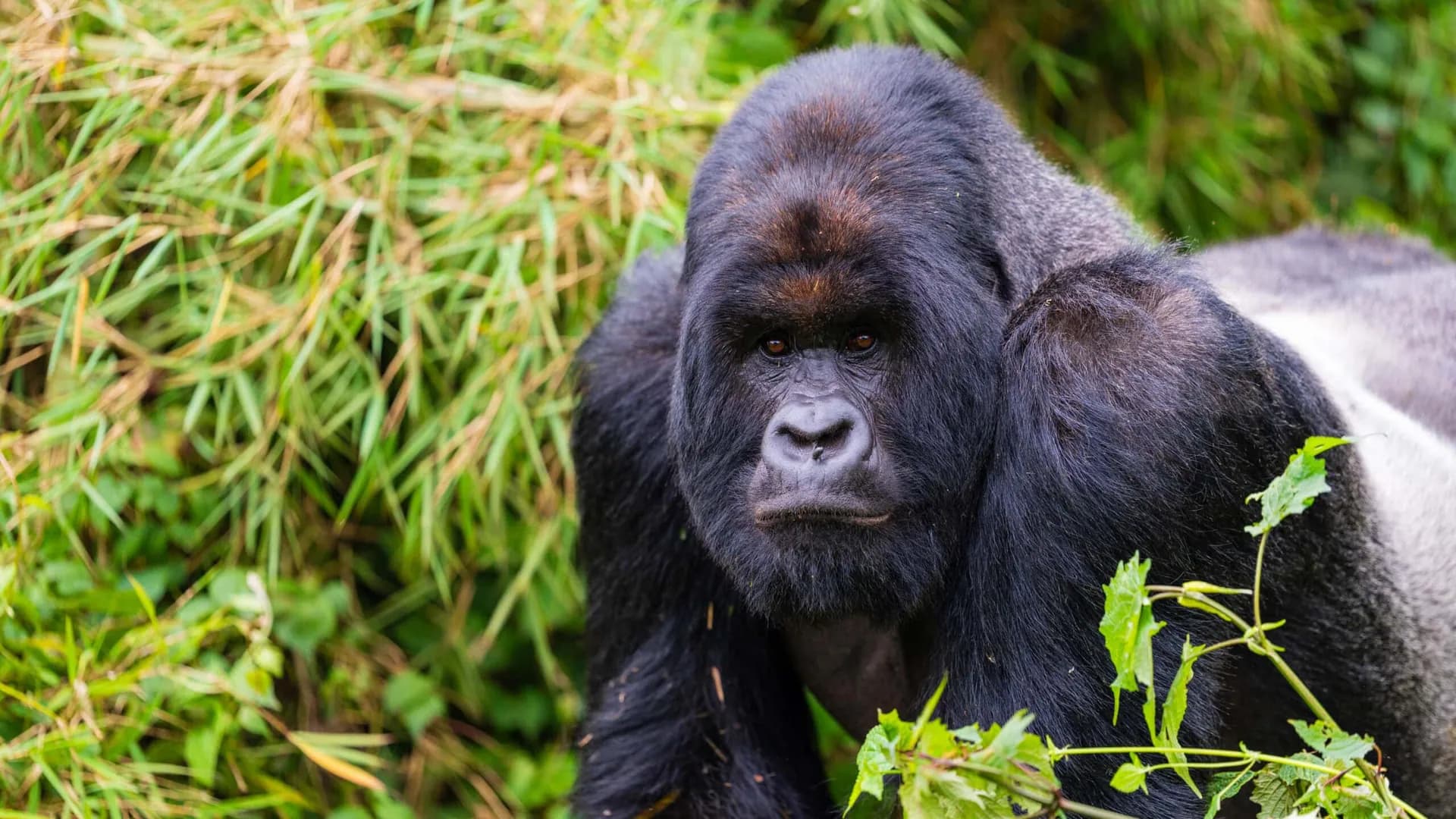 Two mountain gorillas among bamboo in Volcanoes National Park