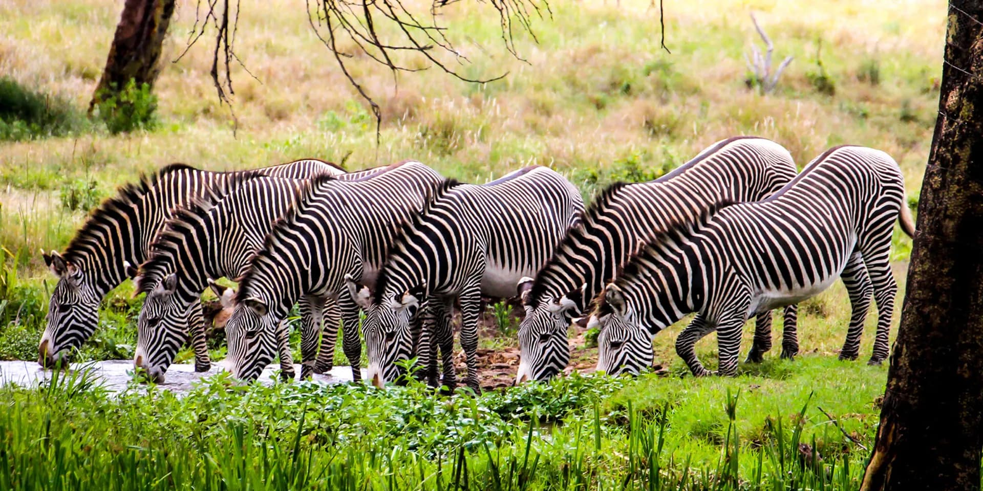 Grevy zebras standing on dry Kenyan grassland
