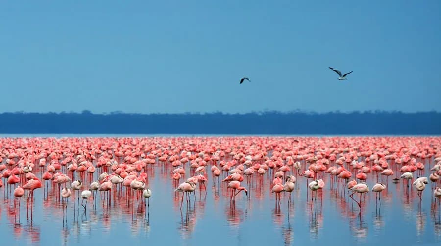 Flamingo flock on the shore of Lake Nakuru
