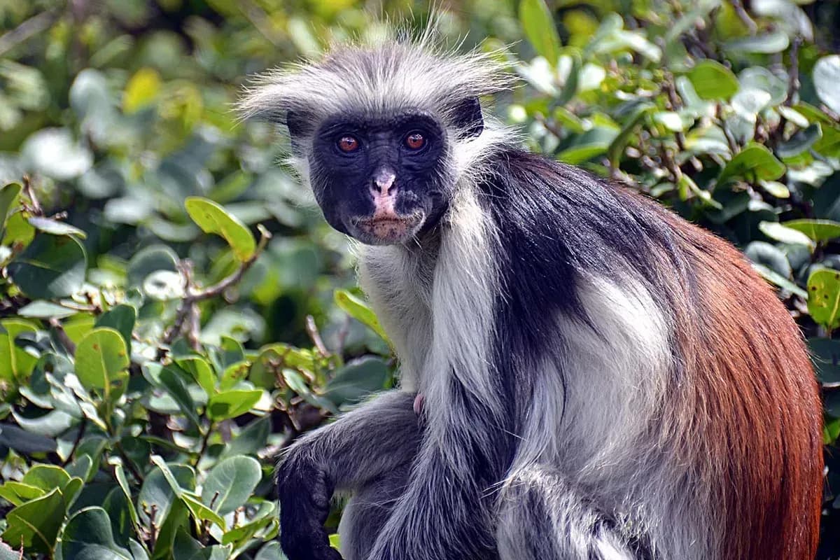 Red colobus monkey in a forest canopy