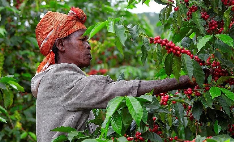 Coffee farmer picking ripe cherries on a Rwandan hillside