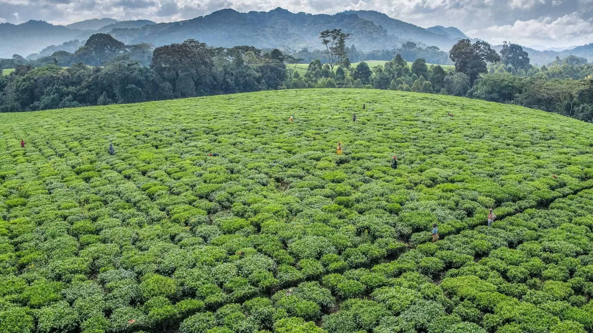 Rows of tea bushes on a hillside plantation in Rwanda