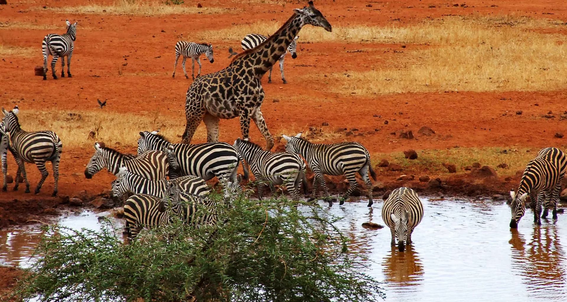 Elephants at a waterhole in Tsavo