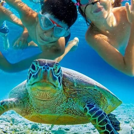Sea turtle swimming over a Zanzibar reef