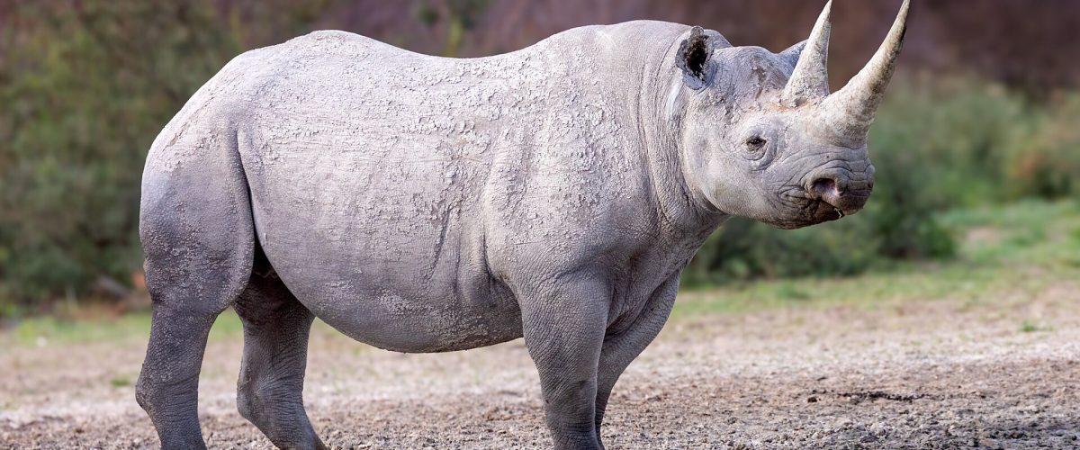 Black rhino, a species at the heart of African conservation efforts