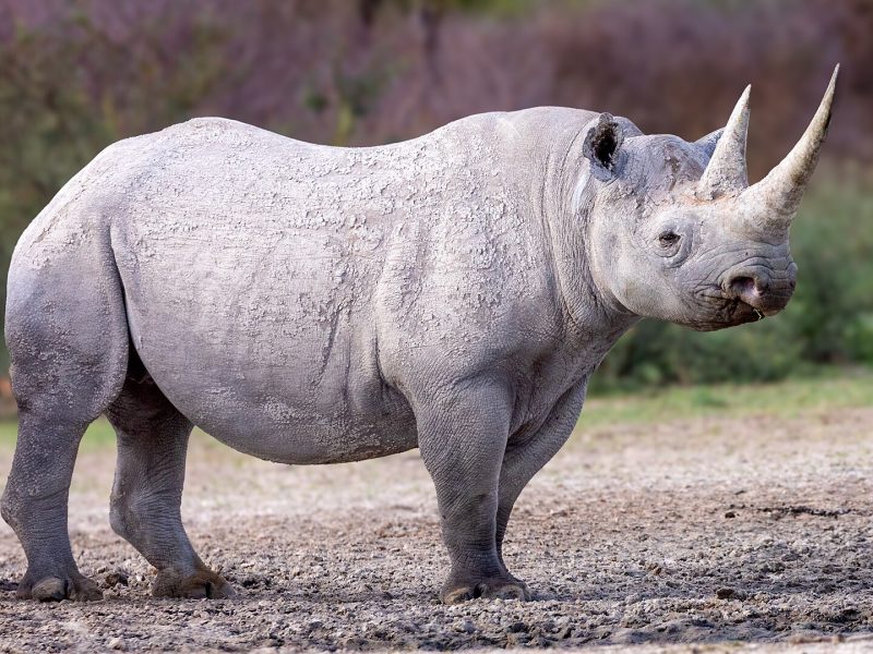 Conservation Success: How Tourism Saves African Wildlife