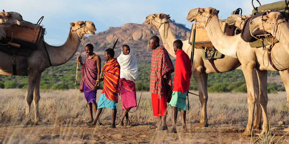 Walking safari guides with camels in Laikipia, Kenya