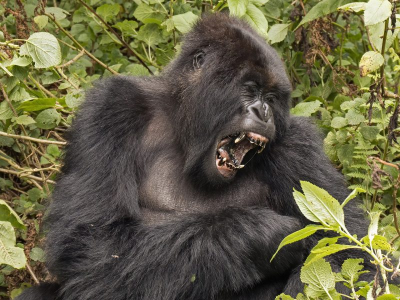 Rwanda