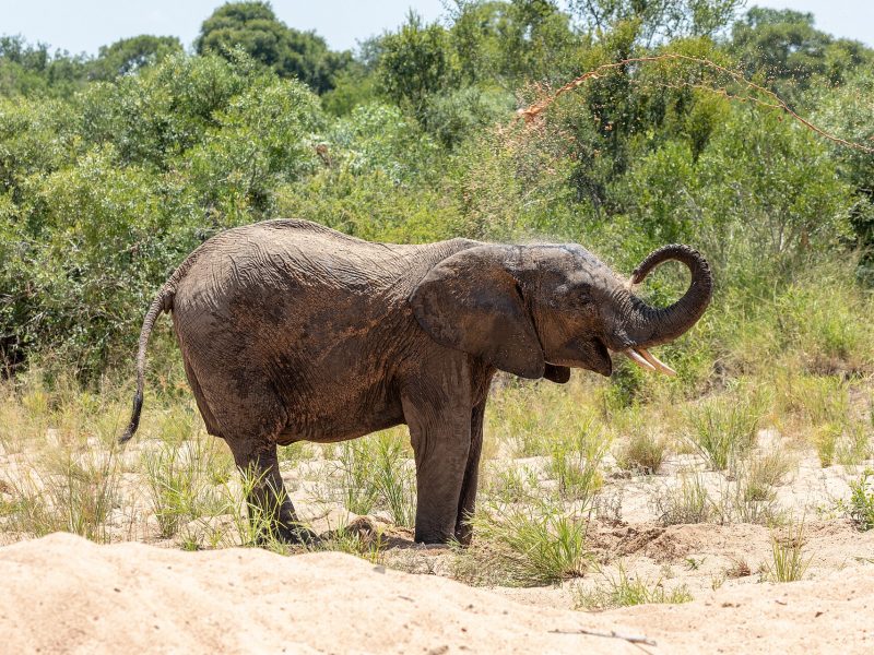 South Africa