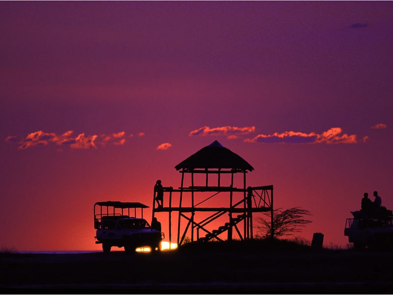 Night Safaris