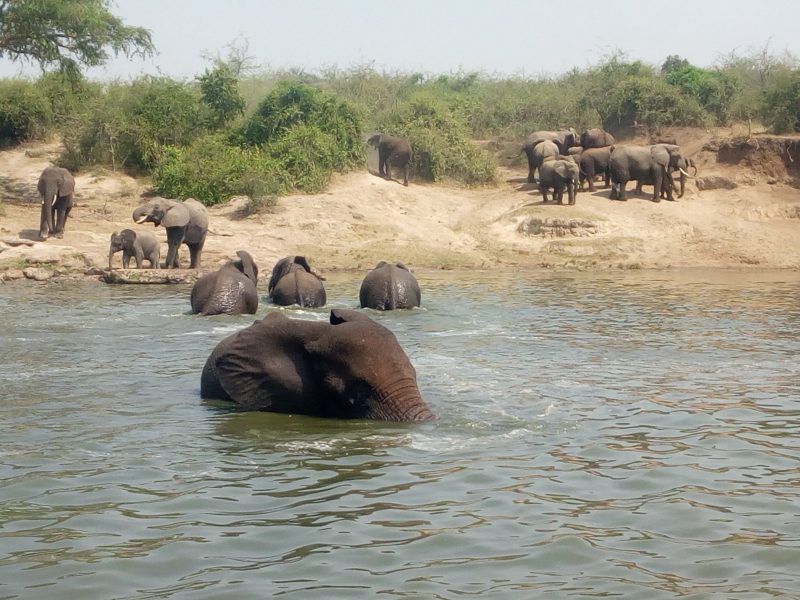 Elephants gathering along the Kazinga Channel in Queen Elizabeth National Park, Uganda
