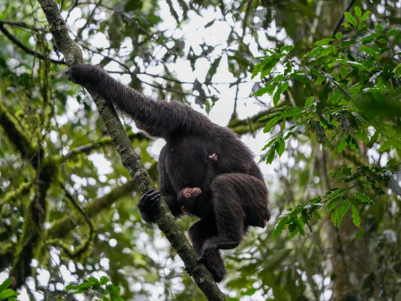 Chimpanzee mother carrying her baby in Kibale Forest National Park, Uganda