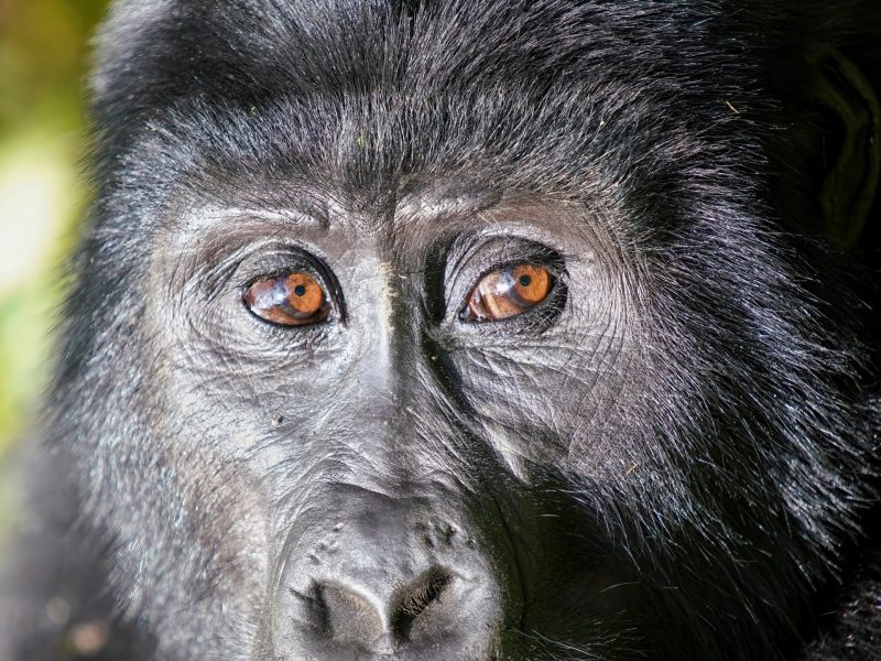 Close-up of a mountain gorilla in Bwindi Impenetrable Forest National Park, Uganda