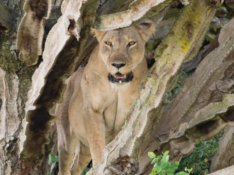 A tree-climbing lion resting in a fig tree in Queen Elizabeth National Park, Uganda