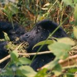 Gorillas & Game